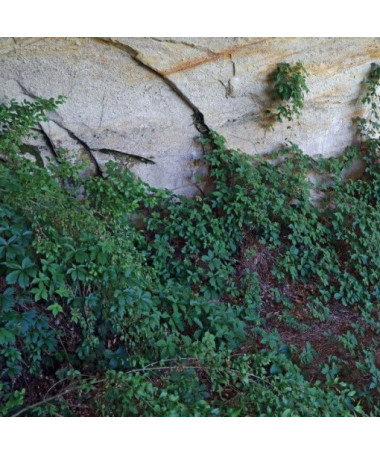 Krūmāju vīnkoks vienkāršs, 2L