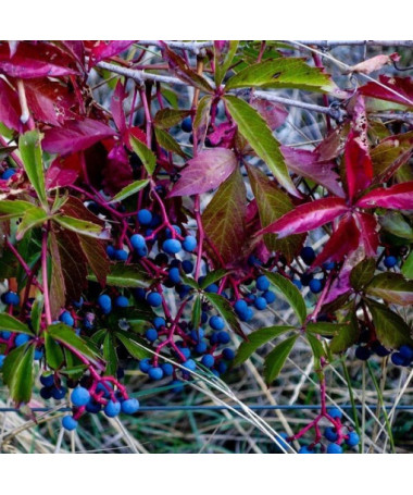 Krūmāju vīnkoks vienkāršs, 2L