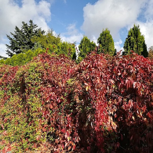 Krūmāju vīnkoks vienkāršs, 2L