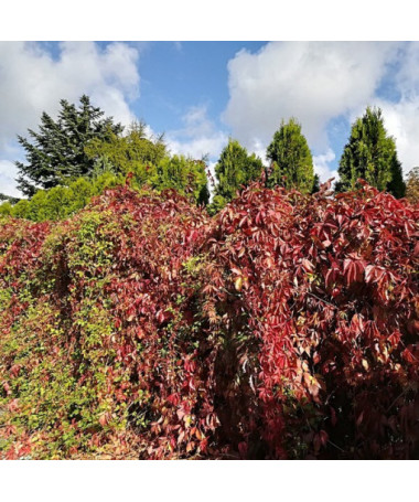 Krūmāju vīnkoks P9/C1