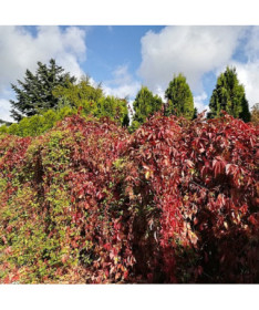 Krūmāju vīnkoks P9/C1