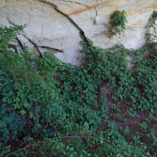 Krūmāju vīnkoks P9/C1