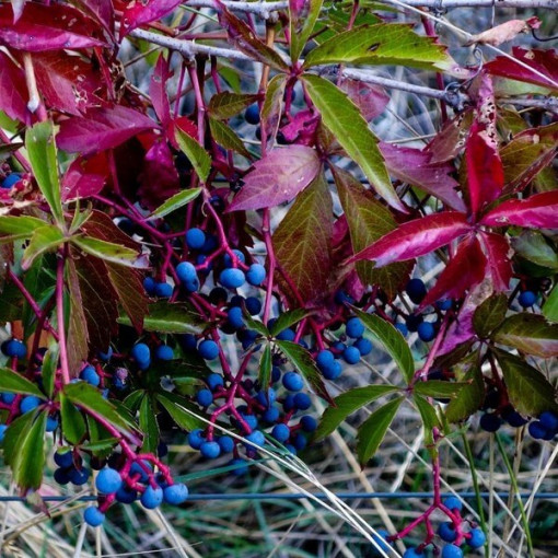 Krūmāju vīnkoks P9/C1