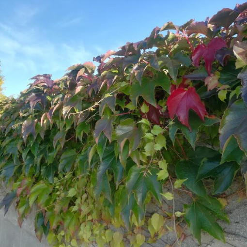 Trīs lapiņu vīnkoks 'Veitchii' P9/C1