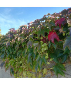 Trīs lapiņu vīnkoks 'Veitchii' P9/C1