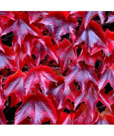 Trīs lapiņu vīnkoks 'Veitchii' P9/C1