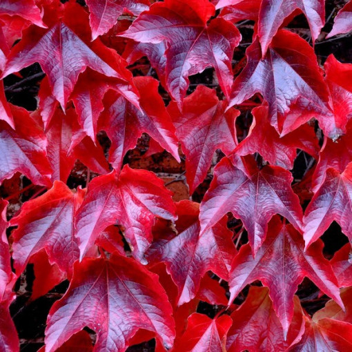 Trīs lapiņu vīnkoks 'Veitchii' P9/C1