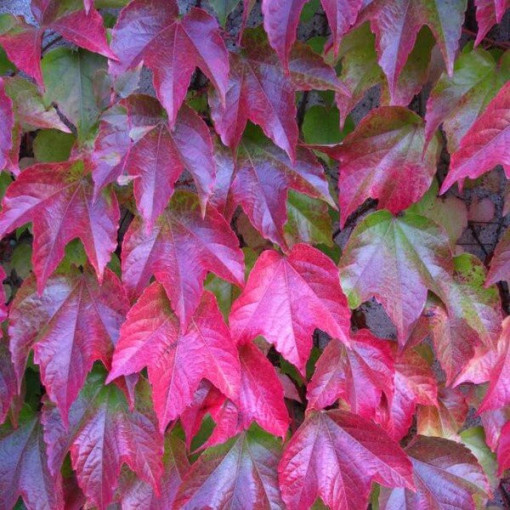 Trīs lapiņu vīnkoks 'Veitchii' P9/C1