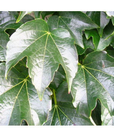 Trīslapu vīnogulājs 'Veitchii' 2L pods