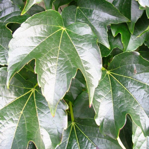 Trīslapu vīnogulājs 'Veitchii' 2L pods