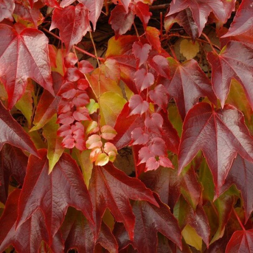 Trīslapu vīnogulājs 'Veitchii' 2L pods