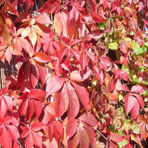 Vīnogu kāpējs Murorum (piecsplīvēts) pods, 2L