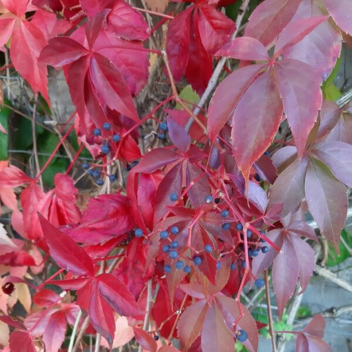 Vīnogu kāpējs Murorum (piecsplīvēts) pods, 2L