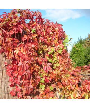 Vīnogu kāpējs Murorum (piecsplīvēts) P9/C1