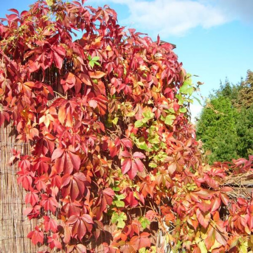 Vīnogu kāpējs Murorum (piecsplīvēts) P9/C1