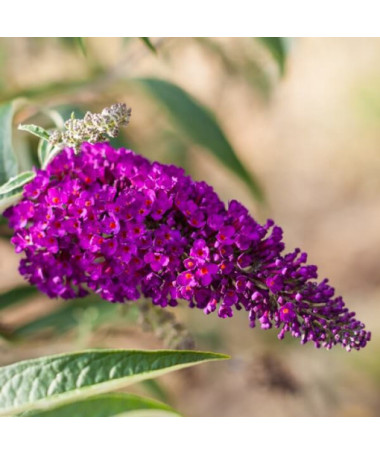 Komplekts 3 gabali - Budlija P9/C1 podos