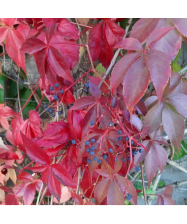 Vīnogu kāpējs Murorum (piecsplīvēts) P9/C1