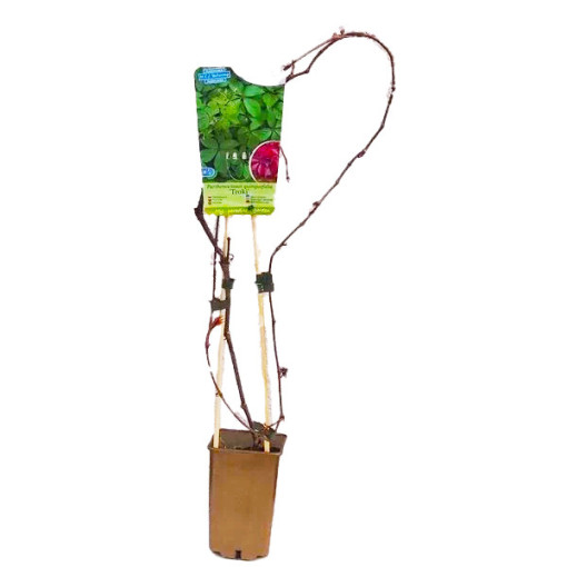 Vīnogu kāpējs (piecsplīvēts) Troki P9/C1