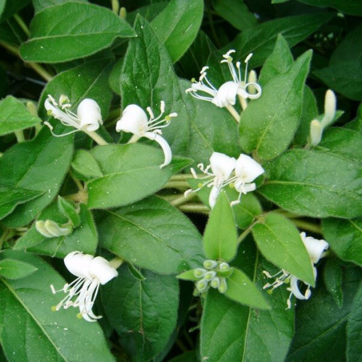 Indīgais pūpurs ziedu MŪŽIEM ZAĻŠ 2L pods