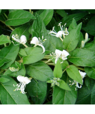 Ciprese ar asiem galiem MŪŽZAĻŠ P9/C1