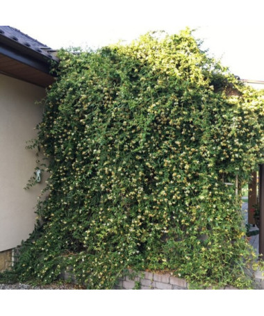 Ciprese ar asiem galiem MŪŽZAĻŠ P9/C1