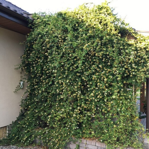 Ciprese ar asiem galiem MŪŽZAĻŠ P9/C1