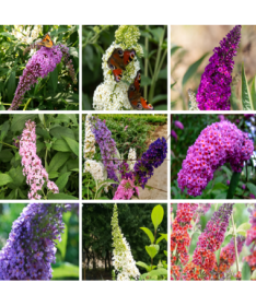 Komplekts 4 gabali - Budlija P9/C1 podos