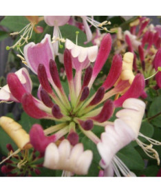 Piekrastes pūpējošais Przewiercień Serotina pūpējošais pods, 2L