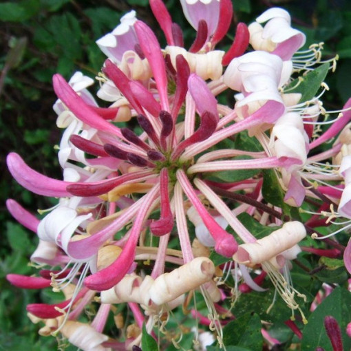 Piekrastes pūpējošais Przewiercień Serotina pūpējošais pods, 2L