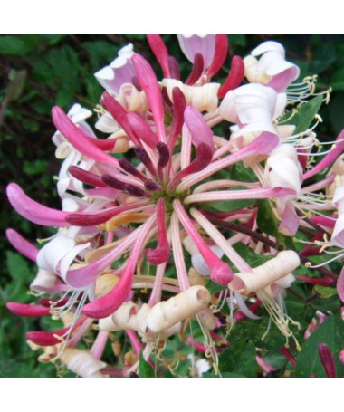 Kurzemes vingrotojs 'Serotina' smaržīgs P9/C1