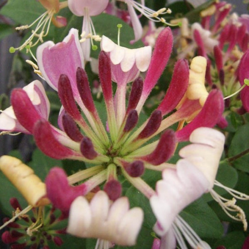 Kurzemes vingrotojs 'Serotina' smaržīgs P9/C1