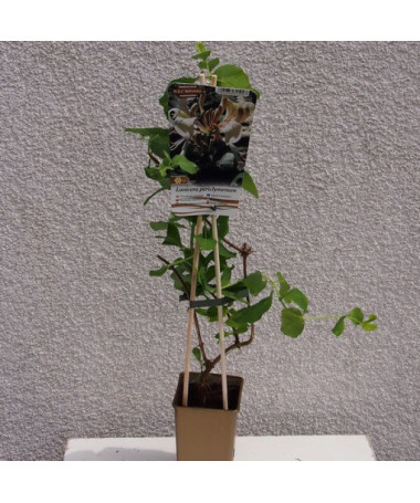 Smaržīgais Ziemolezs 'Pomorski' pods, 2L