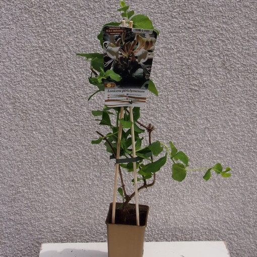 Smaržīgais Ziemolezs 'Pomorski' pods, 2L