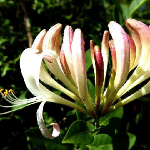 Smaržīgais Ziemolezs 'Pomorski' pods, 2L