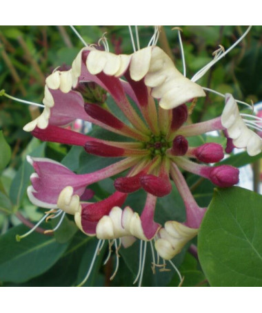 Pomorijas vīnogulājs 'Nova Serotina' 2L pods