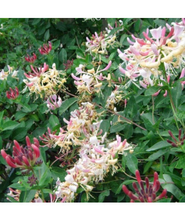 Pomorijas vīnogulājs 'Nova Serotina' 2L pods