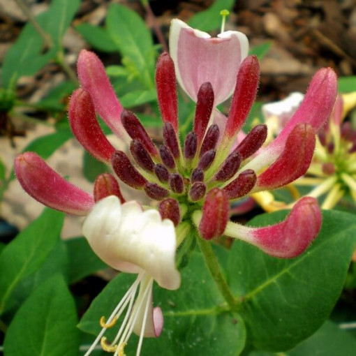 Pomorijas vīnogulājs 'Nova Serotina' 2L pods