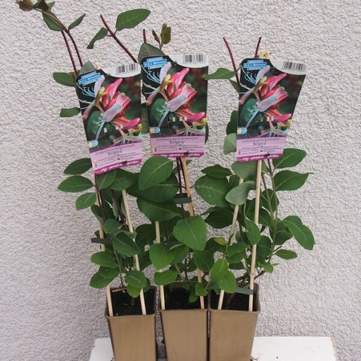 Plūmju vīnogulājs 'Belgica' SALAIZTURĪGS pods, 2L