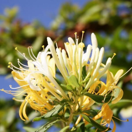 Japāņu cīnītājs Halliana PUSZIMUZIEZĪGS smaržīgs pods, 4L