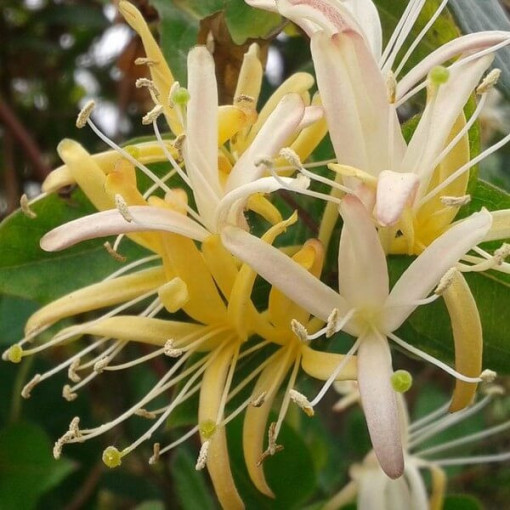 Japāņu cīnītājs Halliana PUSZIMUZIEZĪGS smaržīgs pods, 4L