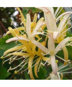 Japānas sausserdis Halliana DAĻĒJI MŪŽZAĻŠ smaržīgs pods, 2L