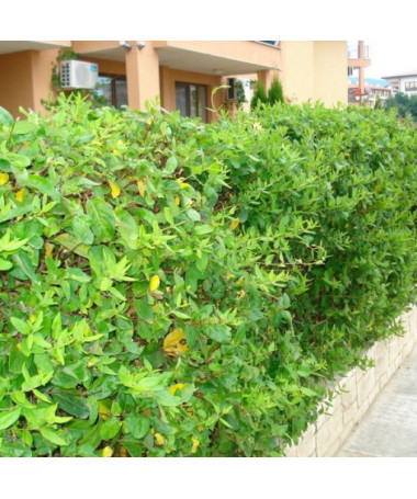 Japānas sausserdis Halliana DAĻĒJI MŪŽZAĻŠ smaržīgs pods, 2L