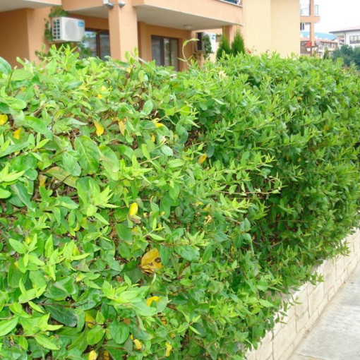 Japānas sausserdis Halliana DAĻĒJI MŪŽZAĻŠ smaržīgs pods, 2L