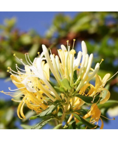 Japānas sausserdis Halliana DAĻĒJI MŪŽZAĻŠ smaržīgs P9/C1