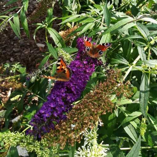 Komplekts 5 gabali - Budlija P9/C1 podos