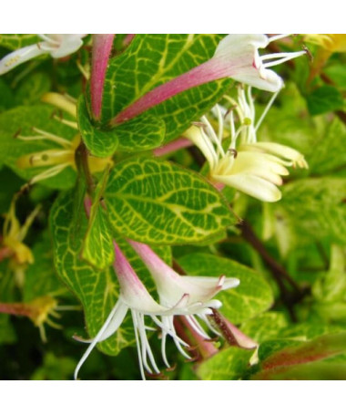 Japāņu puspastāvīgais āķa kāpējs Aureoreticulata P9/C1