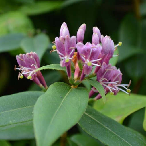 Henrija Kapteinis ZIMOZIELAINĀS, pods, 2l