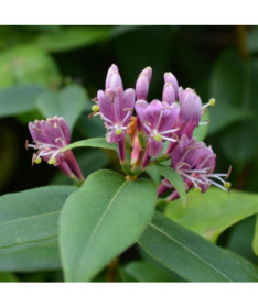 Henrija Kapteinis ZIMOZIELAINĀS P9/C1