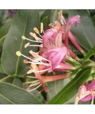 Henrija Kapteinis ZIMOZIELAINĀS P9/C1