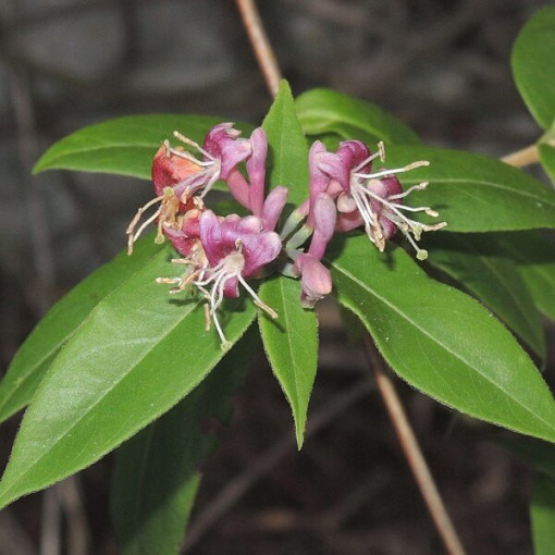 Henrija Kapteinis ZIMOZIELAINĀS P9/C1